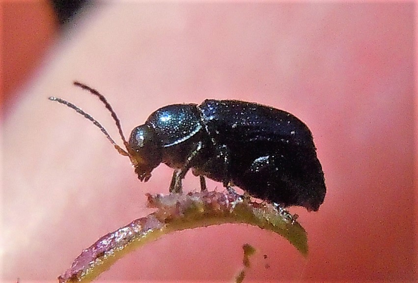 Chrysomelidae: Cryptocephalus parvulus parvulus (cfr.)