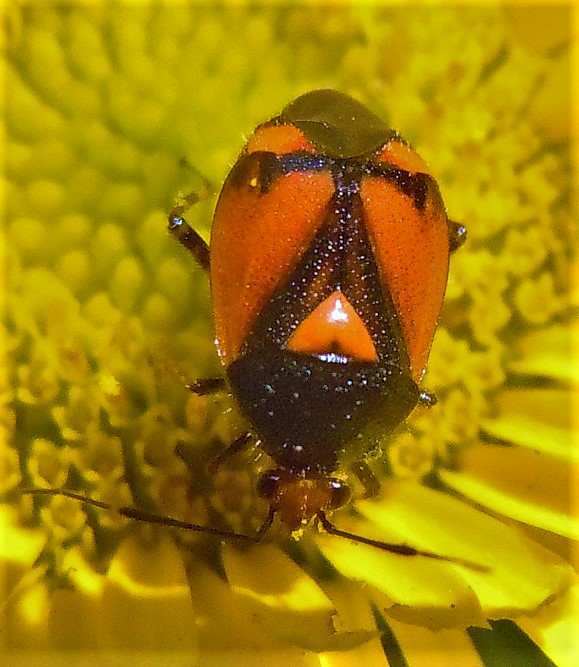 Deraeocoris schach