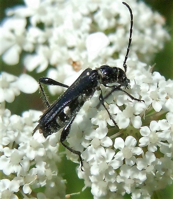 Cerambycidae: Stenopterus ater, femmina