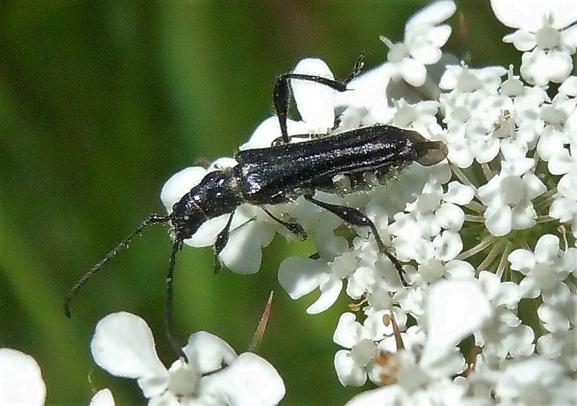 Cerambycidae: Stenopterus ater, femmina