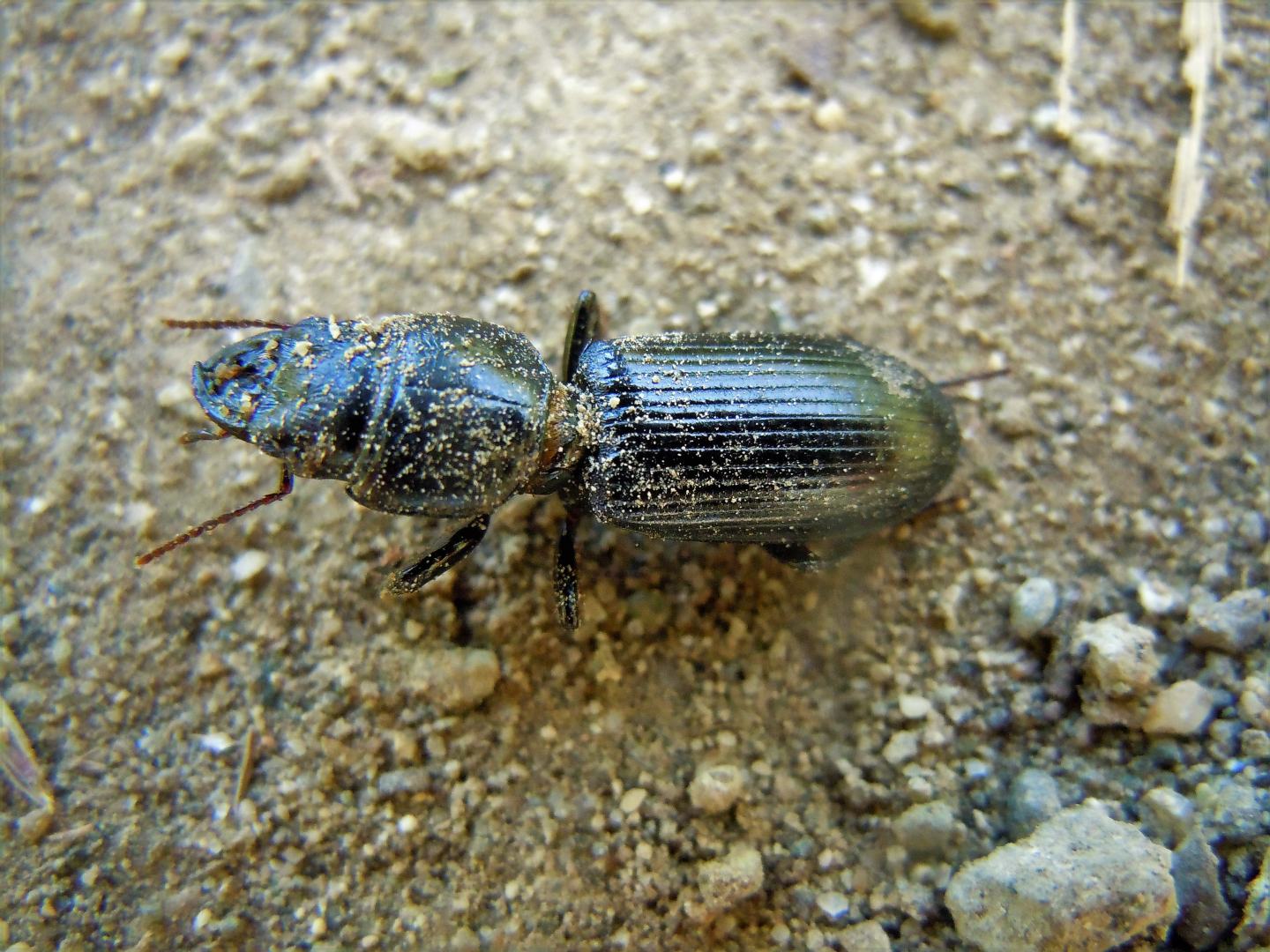 Parallelomorphus laevigatus?...No, Parallelomorphus terricola