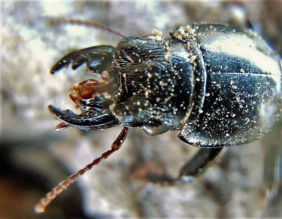 Parallelomorphus laevigatus?...No, Parallelomorphus terricola