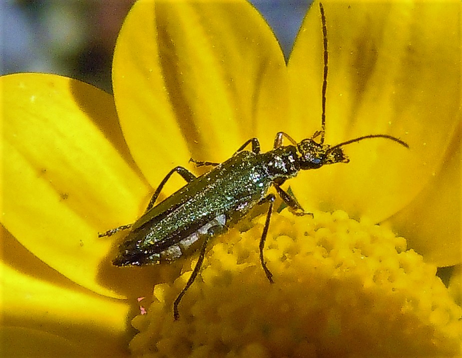 Oedemera flavipes? S, femmina