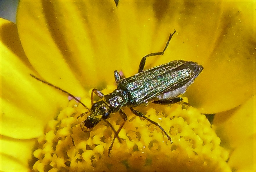 Oedemera flavipes? S, femmina