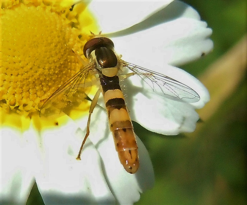 Sphaerophoria scripta maschio? Si