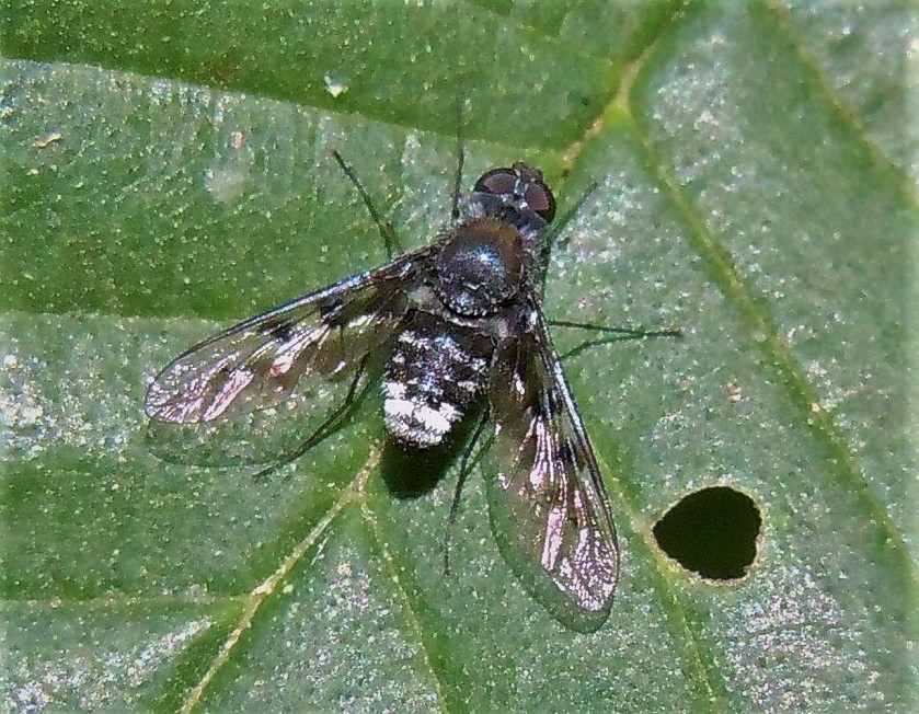 Bombyliidae: Anthrax trifasciatus?  S !