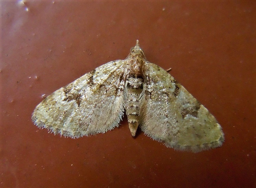 Geometridae:  Chloroclystis v-ata