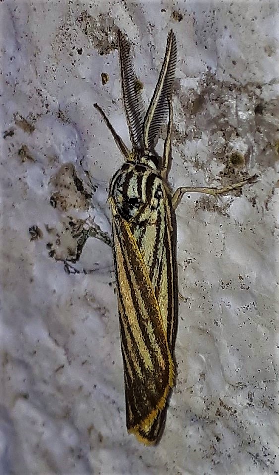 Erebidae Arctiinae: Coscinia striata maschio?  S !