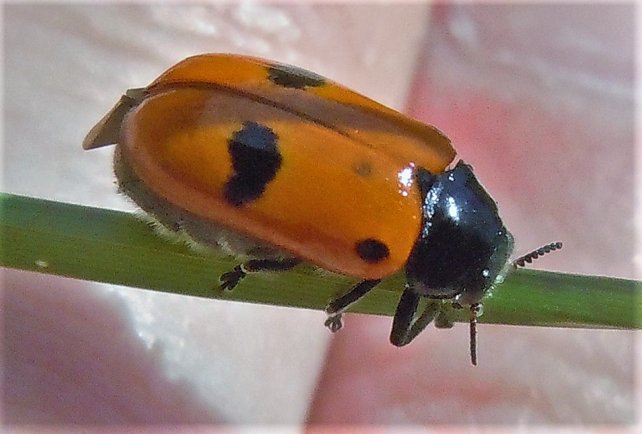 Chrysomelidae: Clytra laeviuscula? S.