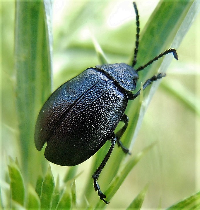 Chrysomelidae: Galeruca tanaceti? S.