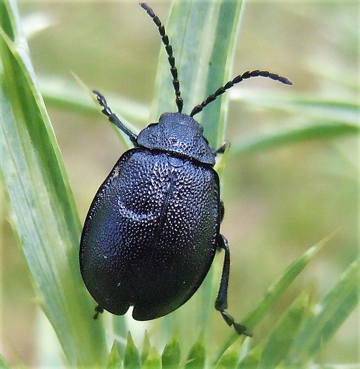 Chrysomelidae: Galeruca tanaceti? S.