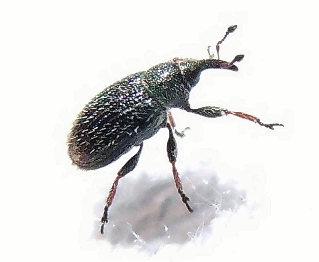 Curculionidae: Gymnetron rostellum