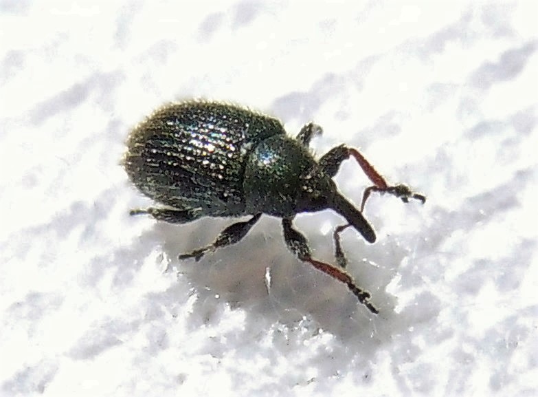 Curculionidae: Gymnetron rostellum