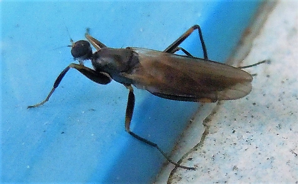 Hybotidae ?  Probabilmente:... cfr. Tachypeza sp.