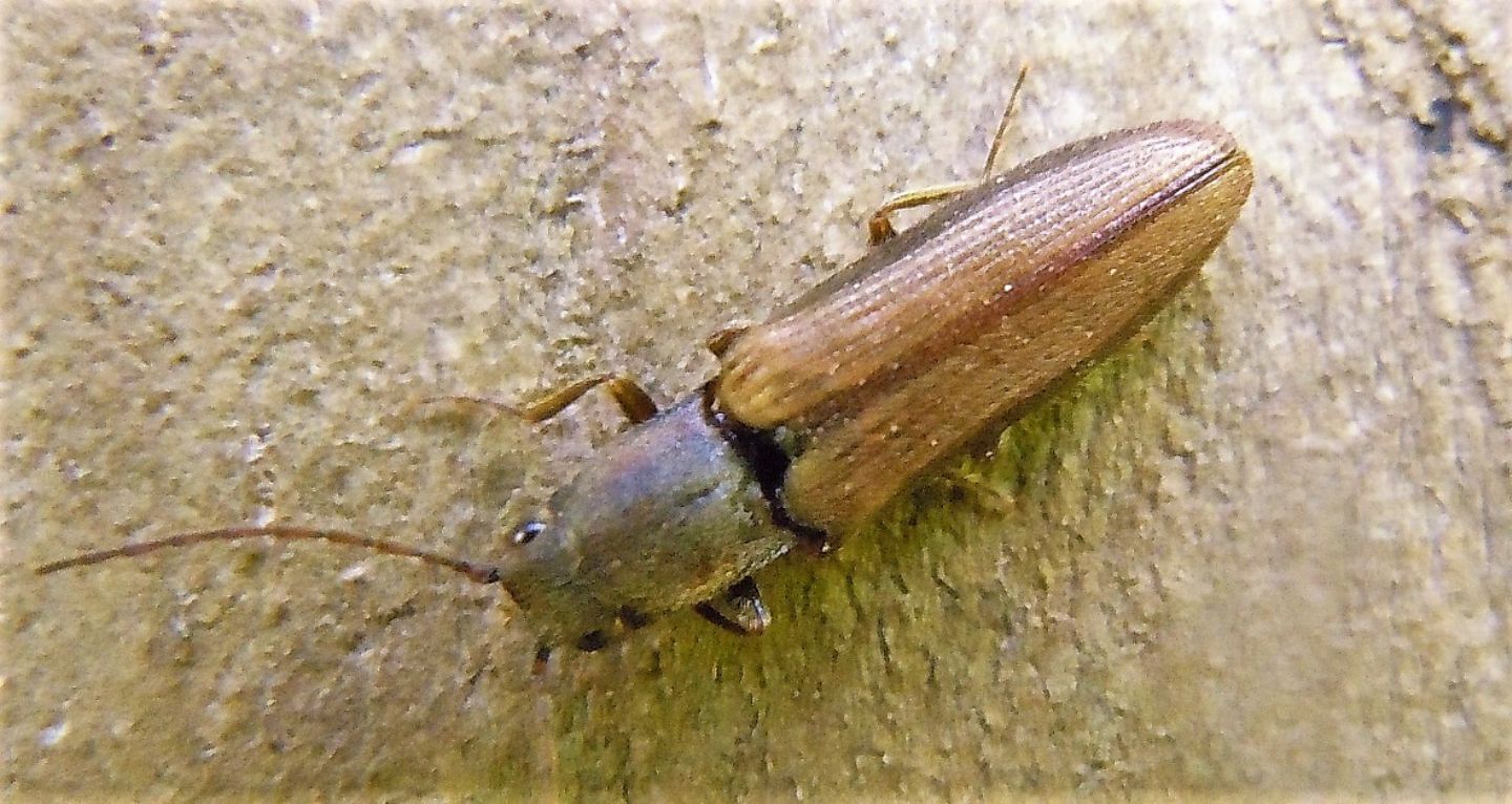 Elateridae: Athous sp.