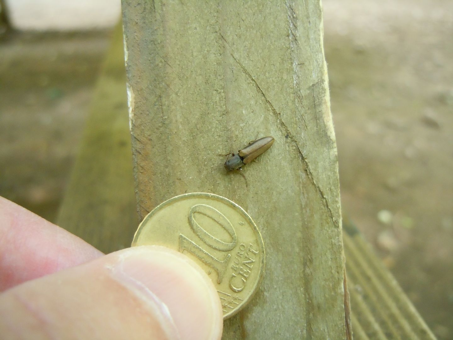 Elateridae: Athous sp.