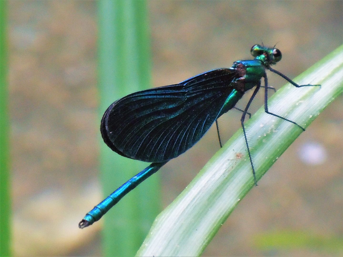 Calopteryx virgo ? s, C. virgo cfr. festiva