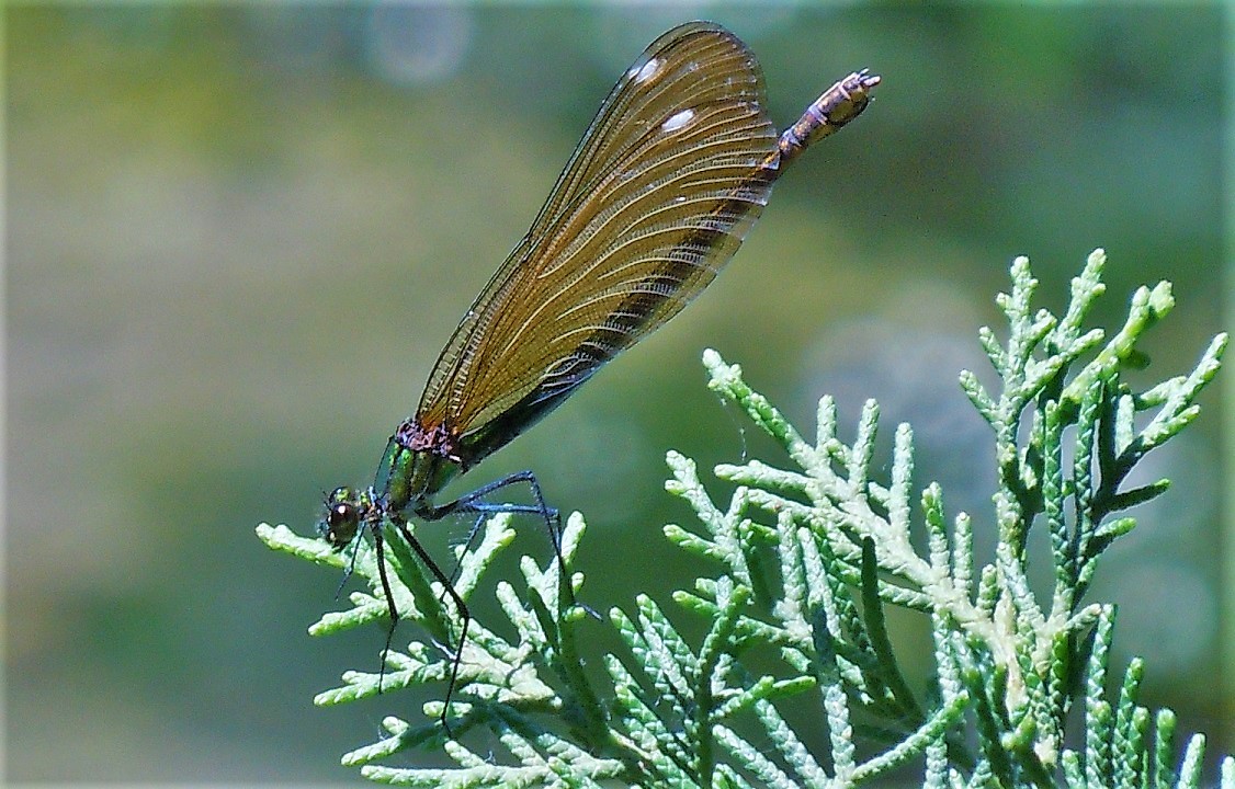 Calopteryx virgo festiva, femmina