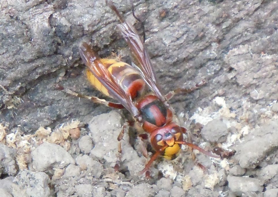 Vespa crabro. Che fa?