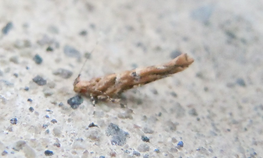 Cosmopterigidae