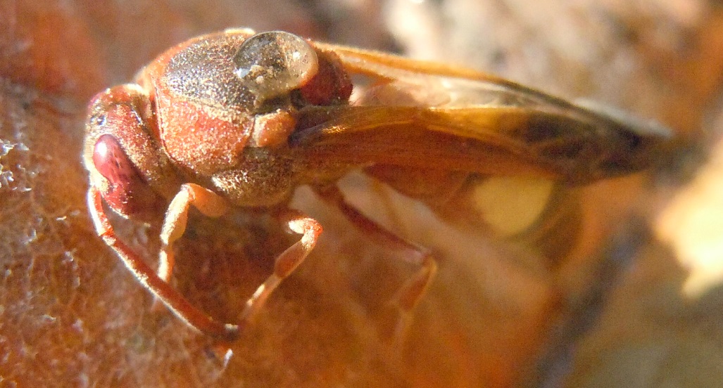 Vespidae: Rhynchium oculatum? S.