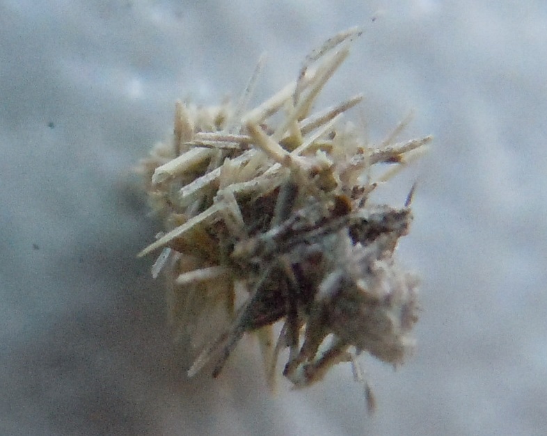 Larva di Psychidae