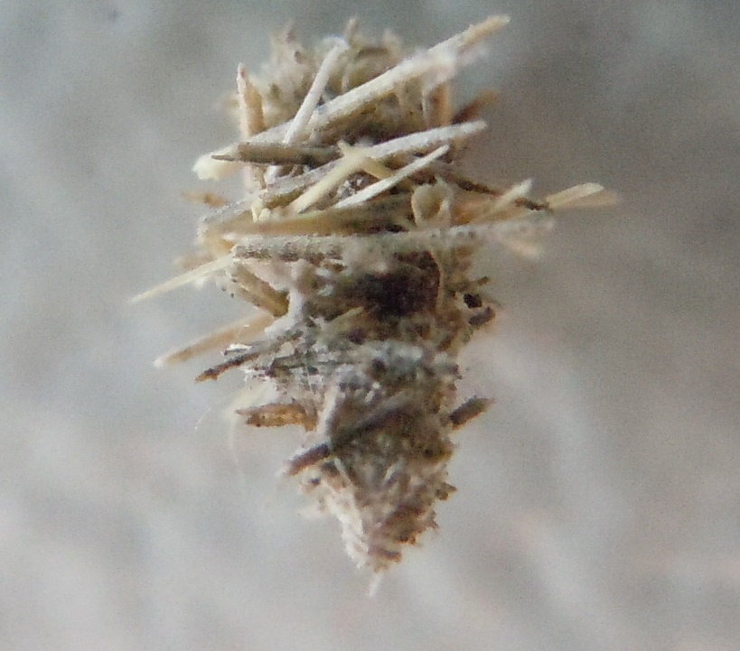 Larva di Psychidae