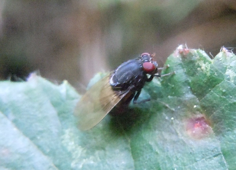 Lauxaniidae: Minettia longipennis?           Si !