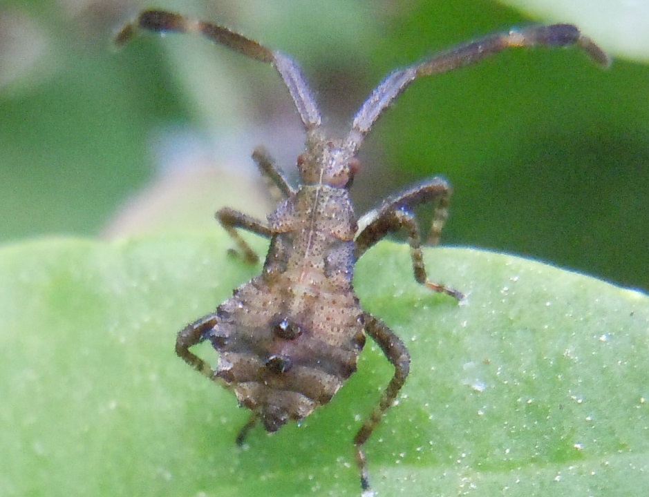 Coreus marginatus: ninfe, adulti e accoppiamento