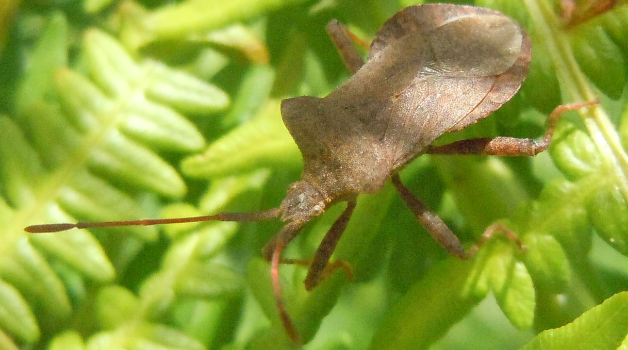 Coreus marginatus: ninfe, adulti e accoppiamento