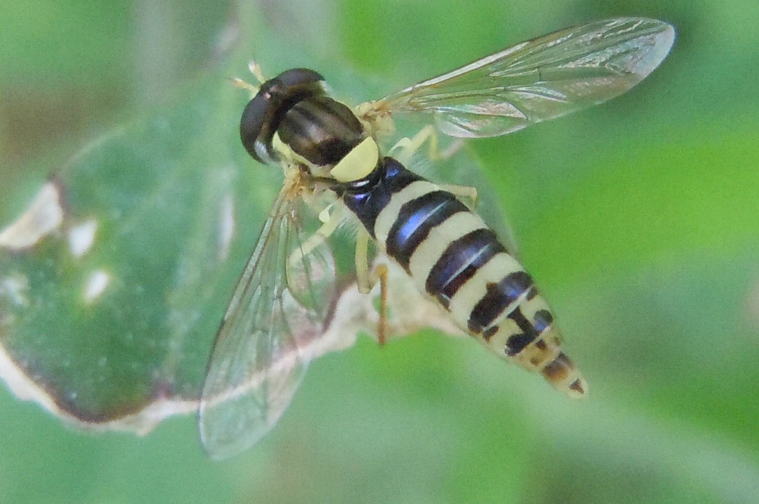 Sphaerophoria sp. femmina (Syrphidae)