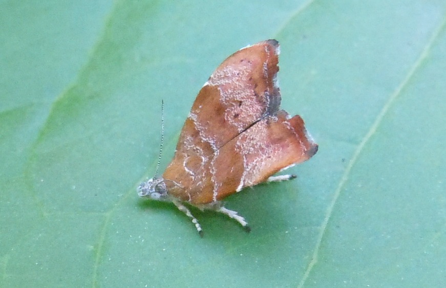 Choreutis nemorana