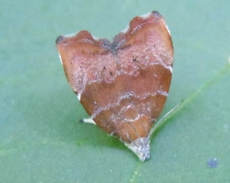 Choreutis nemorana