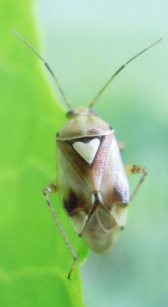 Miridae:  Lygus pratensis/gemellatus e Lygus rugulipennis