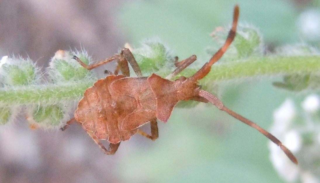 Coreus marginatus: ninfe, adulti e accoppiamento