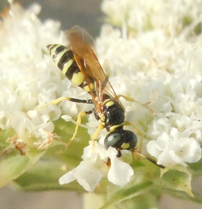 Crabronidae: Philanthus venustus? S, maschio