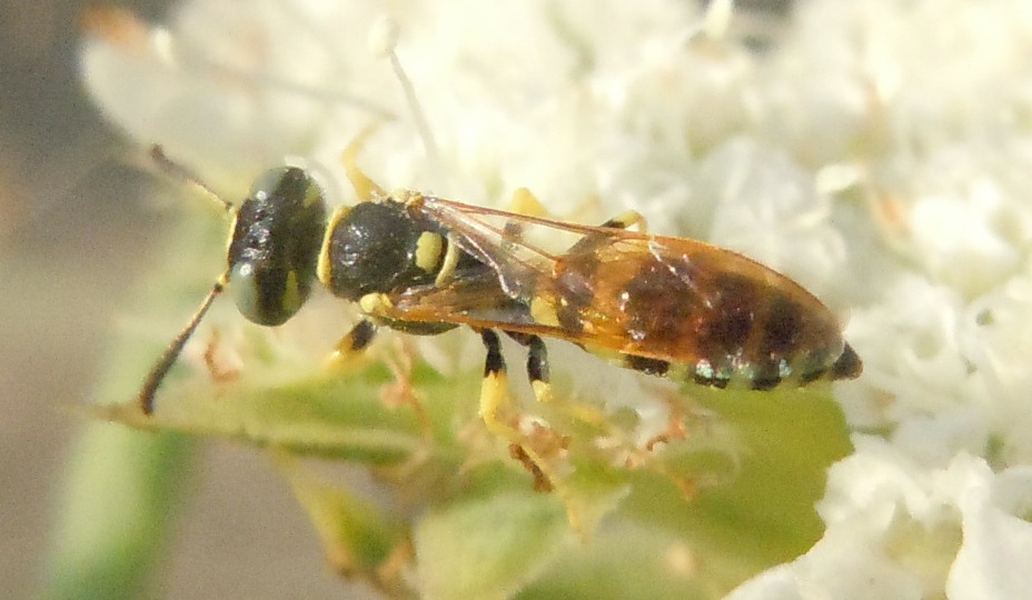 Crabronidae: Philanthus venustus? S, maschio