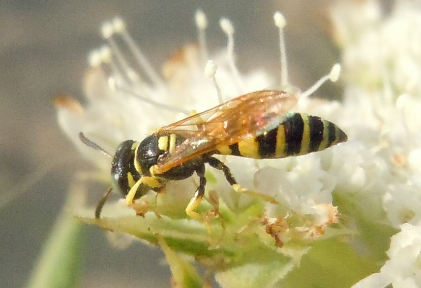 Crabronidae: Philanthus venustus? S, maschio