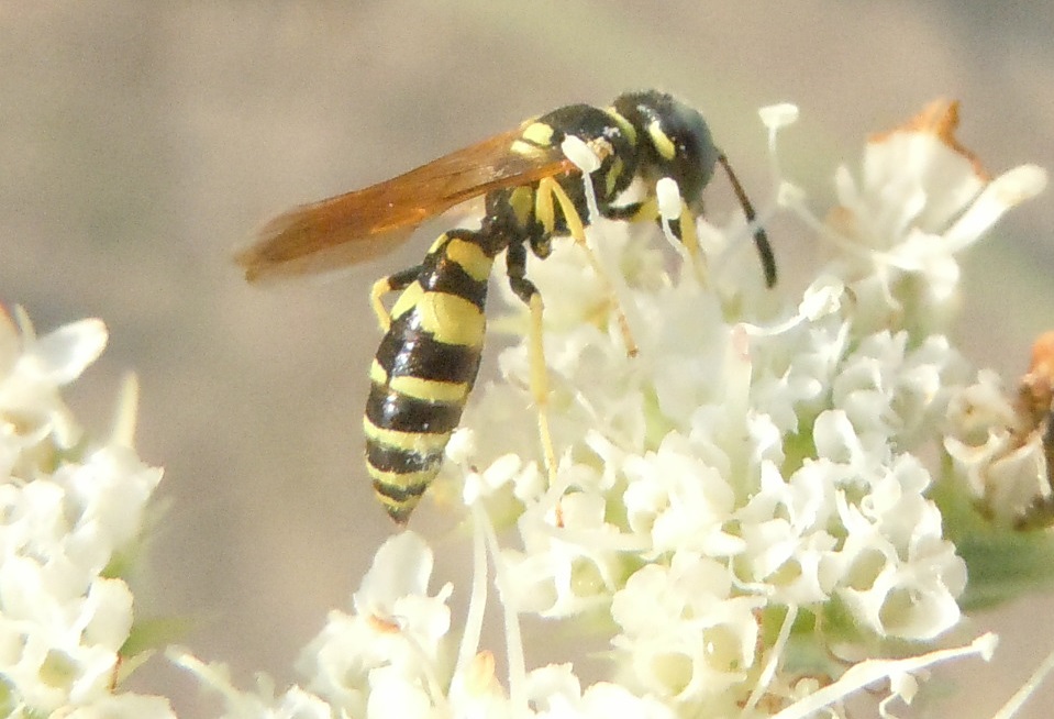 Crabronidae: Philanthus venustus? S, maschio