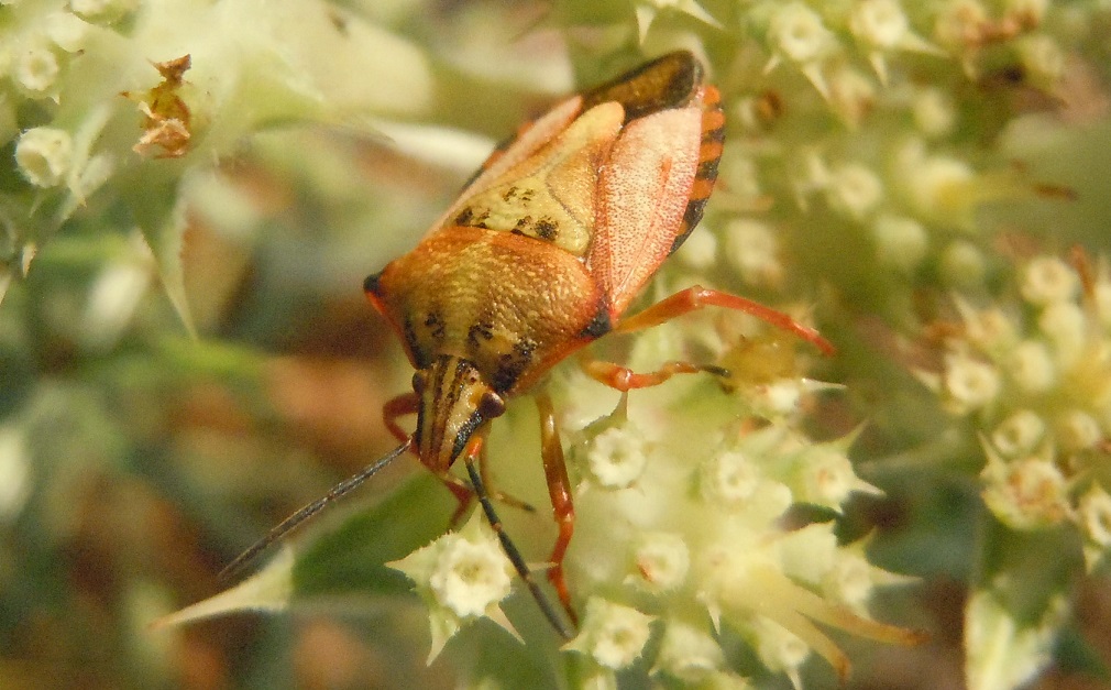 Carpocoris mediterraneus ?