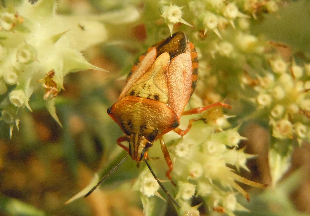 Carpocoris mediterraneus ?