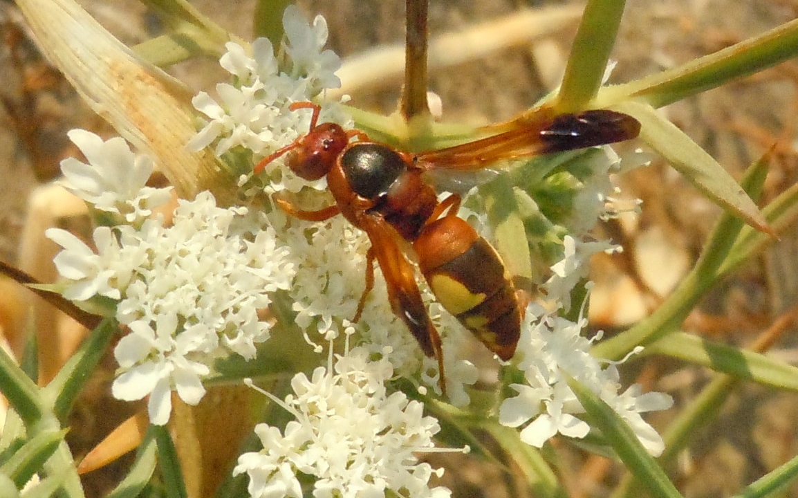 Vespidae: Rhynchium oculatum? S.