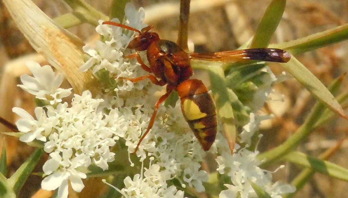 Vespidae: Rhynchium oculatum? S.