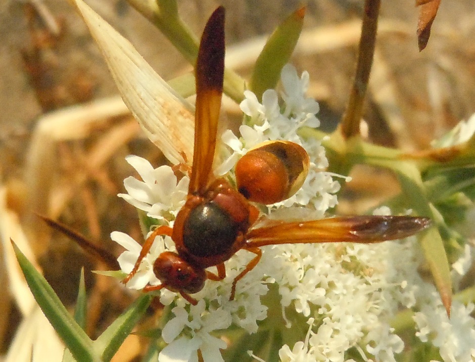 Vespidae: Rhynchium oculatum? S.