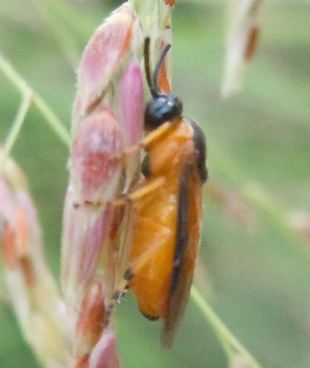 Argidae: Arge ochropus? S.