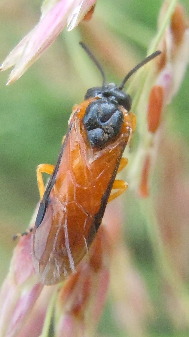 Argidae: Arge ochropus? S.