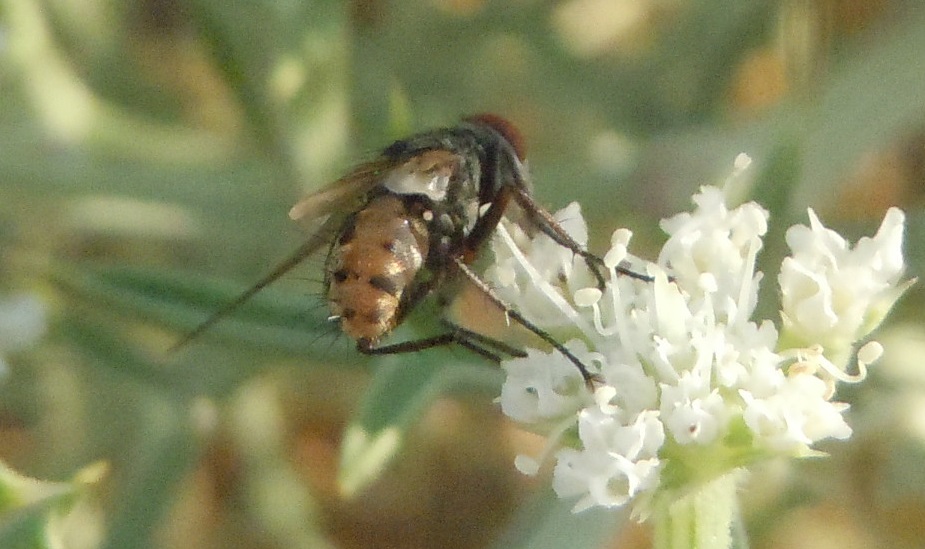 Tachinidae?  S !