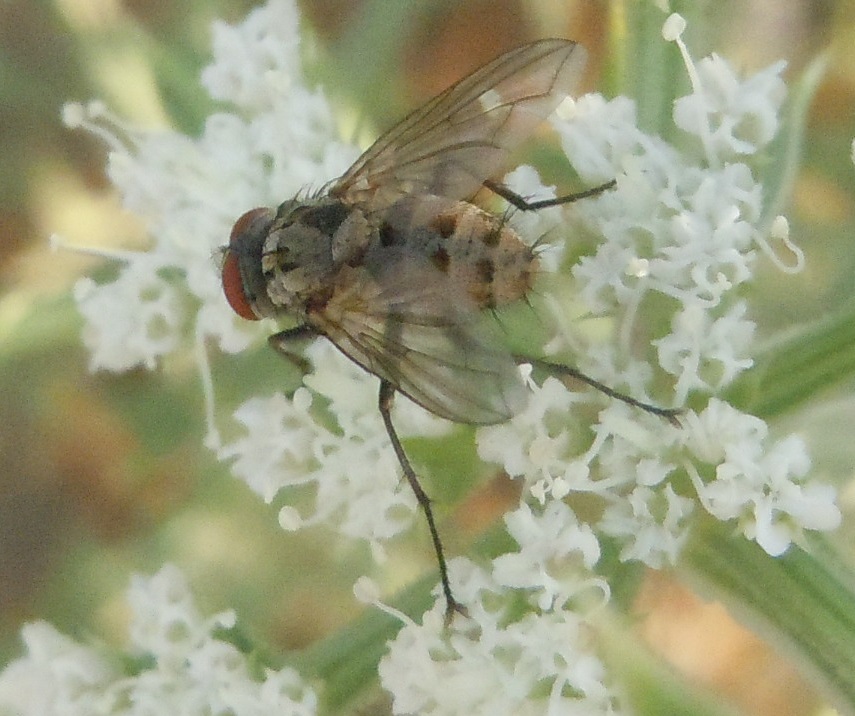 Tachinidae?  S !