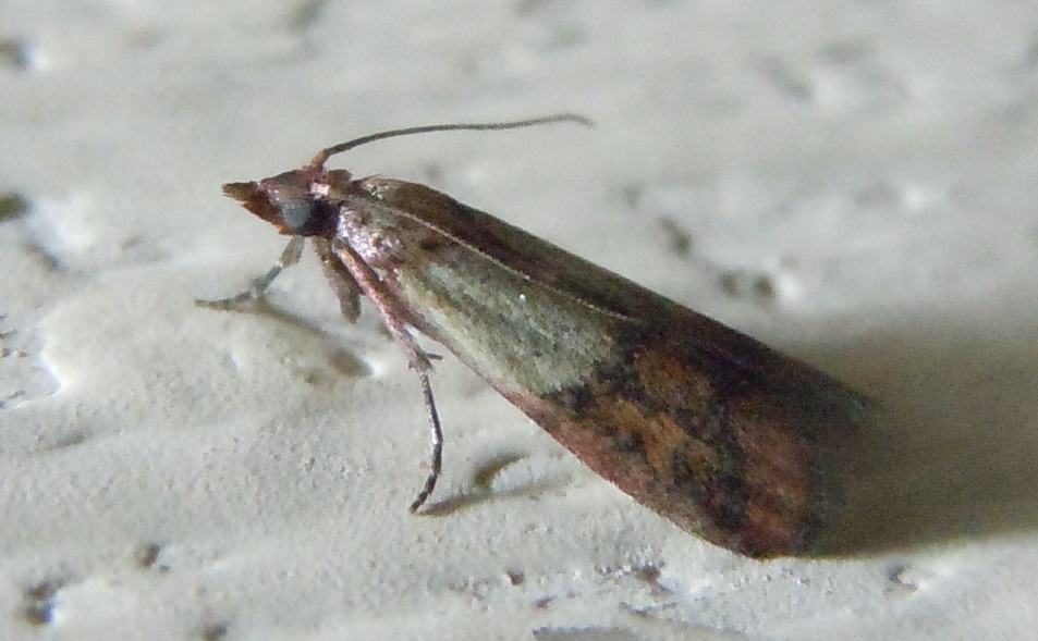 Plodia interpunctella? S. Pyralidae