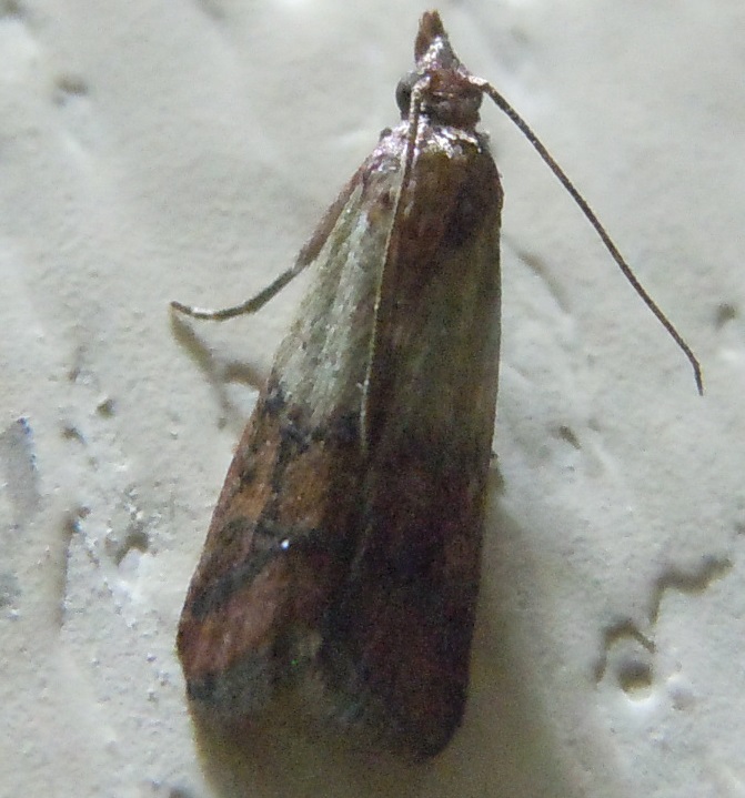 Plodia interpunctella? S. Pyralidae